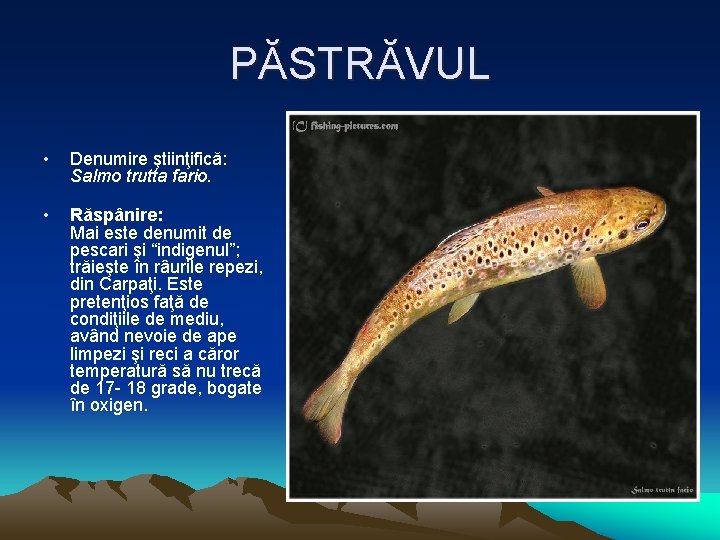 PĂSTRĂVUL • Denumire ştiinţifică: Salmo trutta fario. • Răspânire: Mai este denumit de pescari