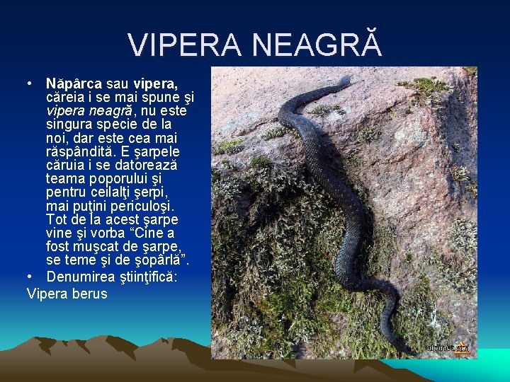 VIPERA NEAGRĂ • Năpârca sau vipera, căreia i se mai spune şi vipera neagră,