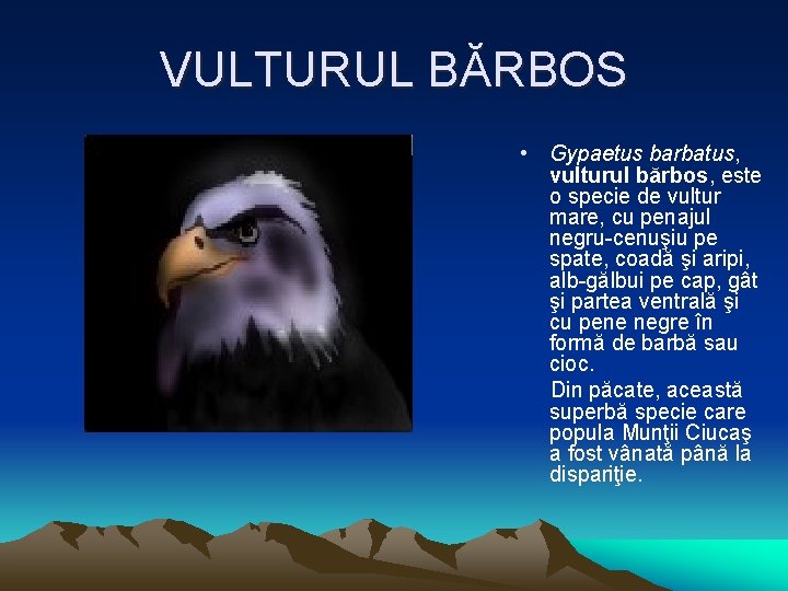 VULTURUL BĂRBOS • Gypaetus barbatus, vulturul bărbos, este o specie de vultur mare, cu