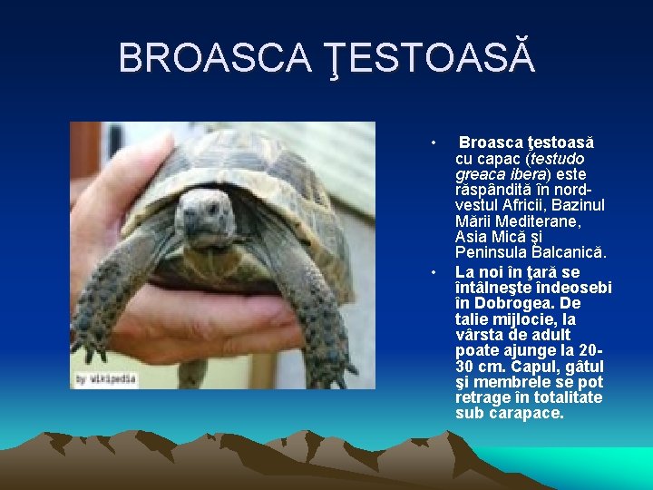 BROASCA ŢESTOASĂ • • Broasca ţestoasă cu capac (testudo greaca ibera) este răspândită în