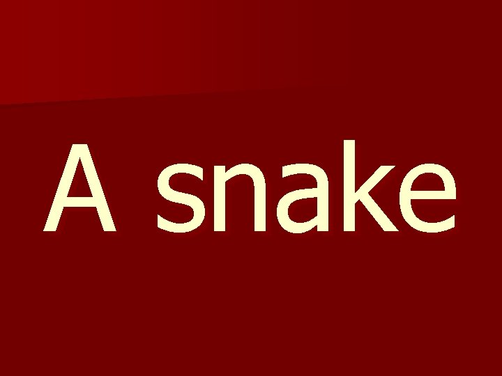 A snake 