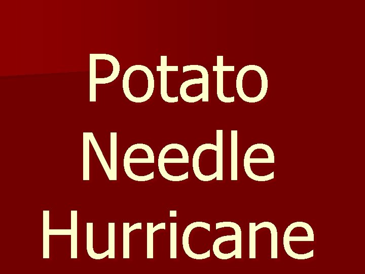 Potato Needle Hurricane 