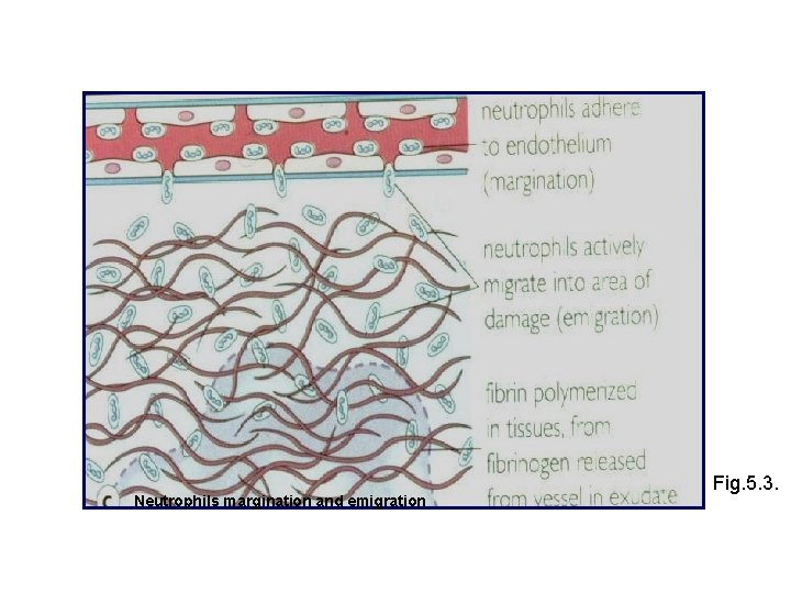 Neutrophils margination and emigration Fig. 5. 3. 