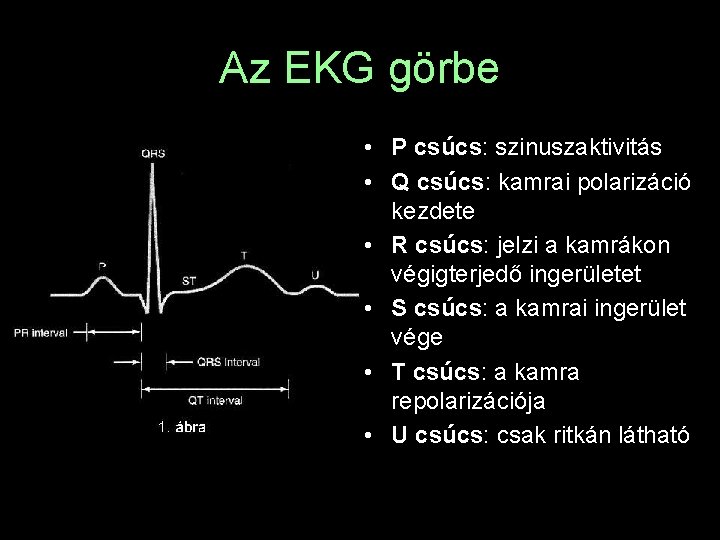 Az EKG görbe • P csúcs: szinuszaktivitás • Q csúcs: kamrai polarizáció kezdete •