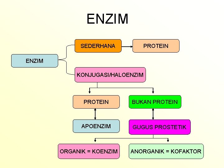 ENZIM SEDERHANA PROTEIN ENZIM KONJUGASI/HALOENZIM PROTEIN APOENZIM ORGANIK = KOENZIM BUKAN PROTEIN GUGUS PROSTETIK