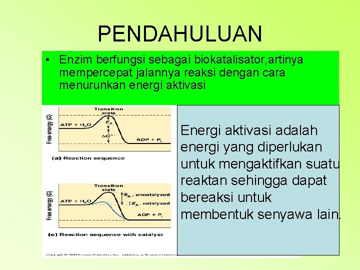 PENDAHULUAN • Enzim berfungsi sebagai biokatalisator, artinya mempercepat jalannya reaksi dengan cara menurunkan energi