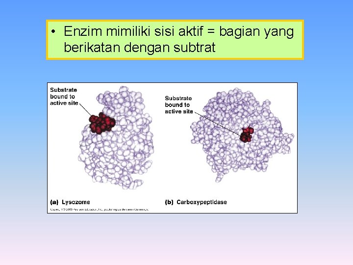  • Enzim mimiliki sisi aktif = bagian yang berikatan dengan subtrat 