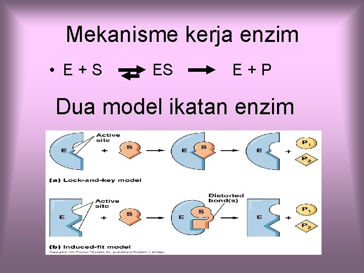 Mekanisme kerja enzim • E+S ES E+P Dua model ikatan enzim 