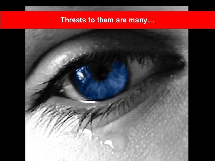Threats to them are many… 