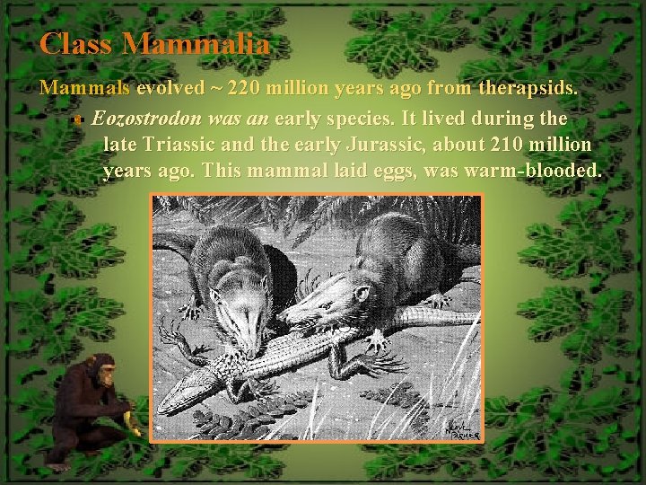 Class Mammalia Mammals evolved ~ 220 million years ago from therapsids. Eozostrodon was an