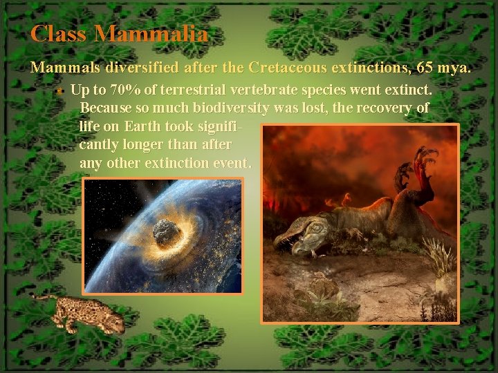 Class Mammalia Mammals diversified after the Cretaceous extinctions, 65 mya. Up to 70% of