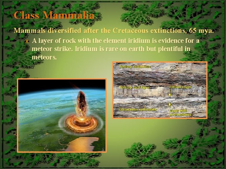 Class Mammalia Mammals diversified after the Cretaceous extinctions, 65 mya. A layer of rock