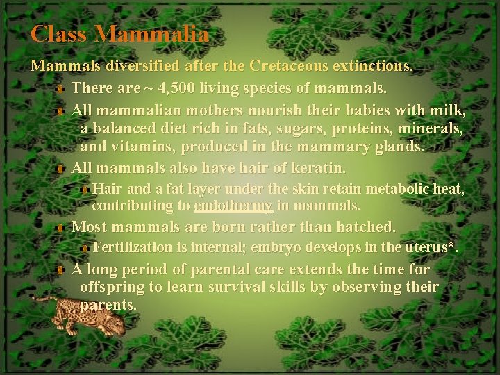 Class Mammalia Mammals diversified after the Cretaceous extinctions. There are ~ 4, 500 living