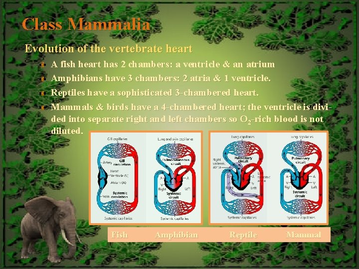 Class Mammalia Evolution of the vertebrate heart A fish heart has 2 chambers: a