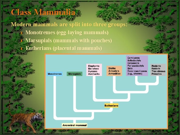 Class Mammalia Modern mammals are split into three groups: Monotremes (egg-laying mammals) Marsupials (mammals