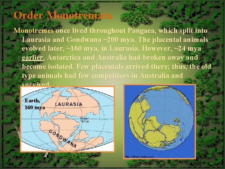 Order Monotremata Monotremes once lived throughout Pangaea, which split into Laurasia and Gondwana ~200