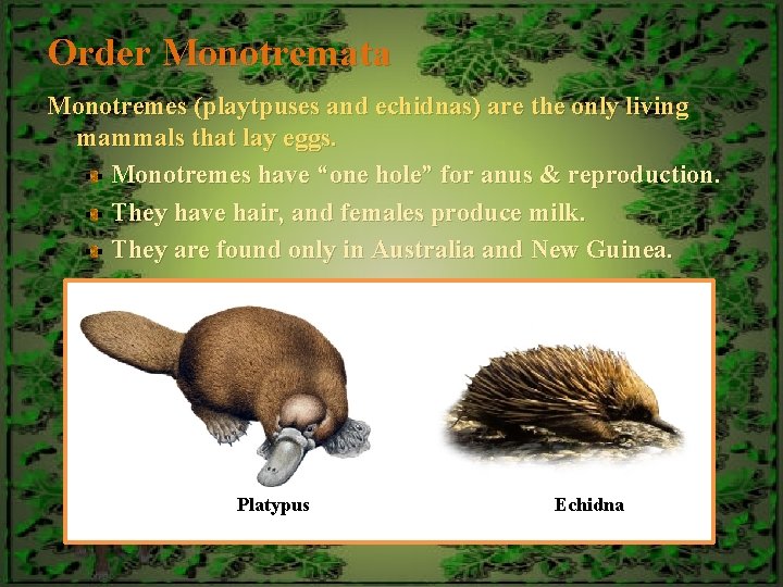 Order Monotremata Monotremes (playtpuses and echidnas) are the only living mammals that lay eggs.