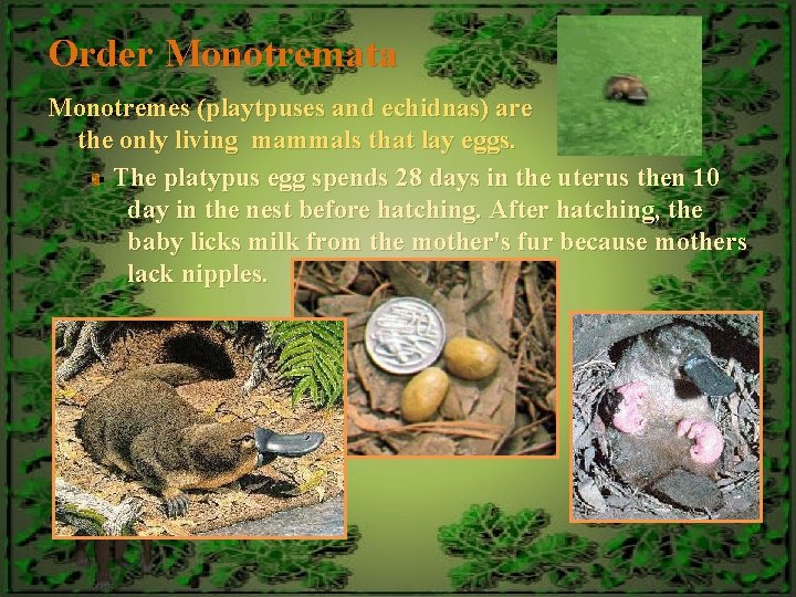 Order Monotremata Monotremes (playtpuses and echidnas) are the only living mammals that lay eggs.