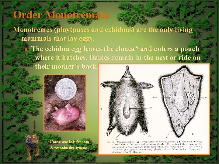 Order Monotremata Monotremes (playtpuses and echidnas) are the only living mammals that lay eggs.