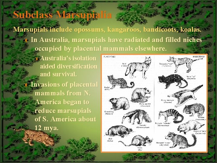 Subclass Marsupialia Marsupials include opossums, kangaroos, bandicoots, koalas. In Australia, marsupials have radiated and