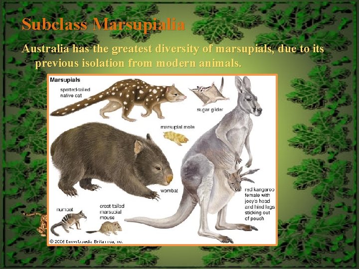 Subclass Marsupialia Australia has the greatest diversity of marsupials, due to its previous isolation