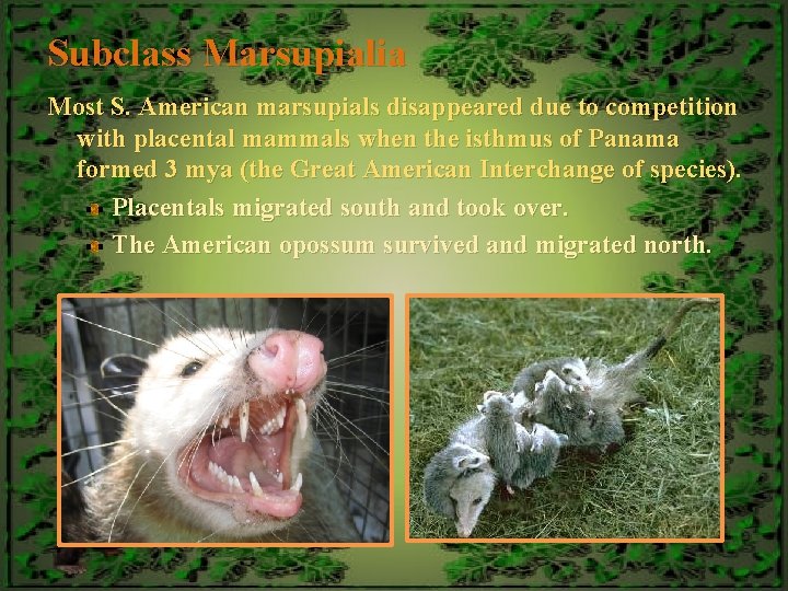 Subclass Marsupialia Most S. American marsupials disappeared due to competition with placental mammals when