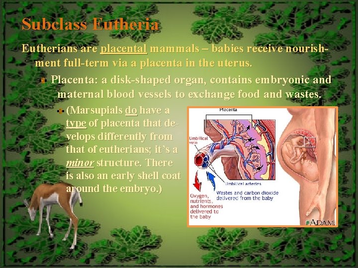 Subclass Eutherians are placental mammals – babies receive nourishment full-term via a placenta in