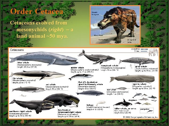 Order Cetaceans evolved from mesonychids (right) – a land animal ~50 mya. 