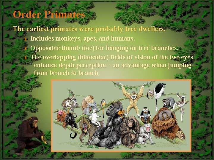 Order Primates The earliest primates were probably tree dwellers. Includes monkeys, apes, and humans.