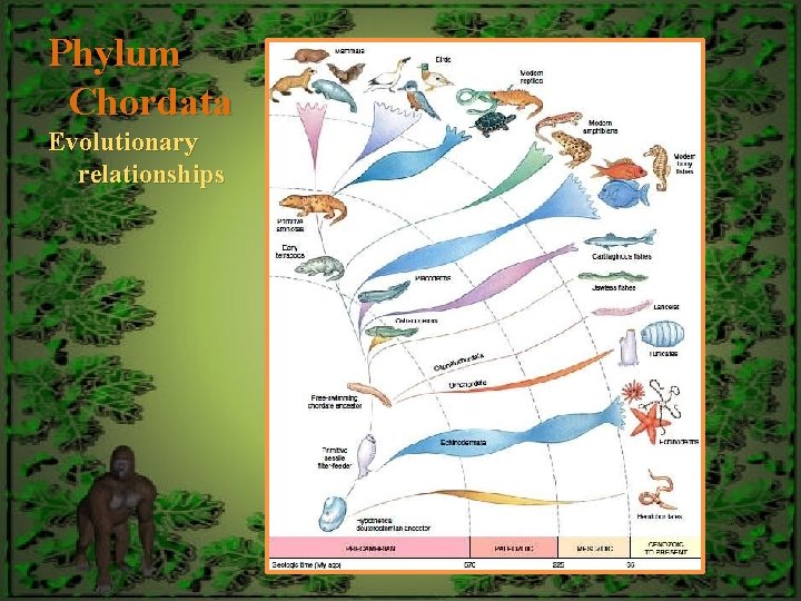 Phylum Chordata Evolutionary relationships 