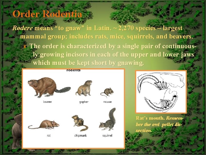 Order Rodentia Rodere means “to gnaw” in Latin. ~ 2, 270 species – largest