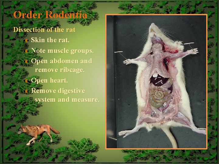 Order Rodentia Dissection of the rat Skin the rat. Note muscle groups. Open abdomen