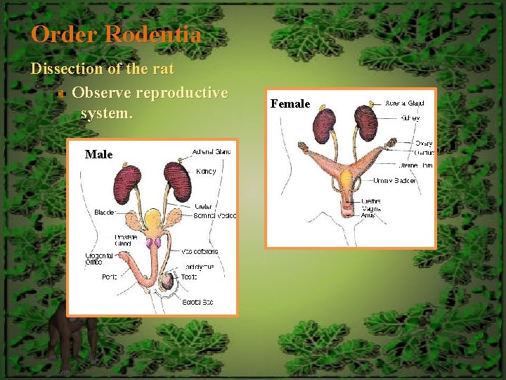 Order Rodentia Dissection of the rat Observe reproductive system. Male Female 