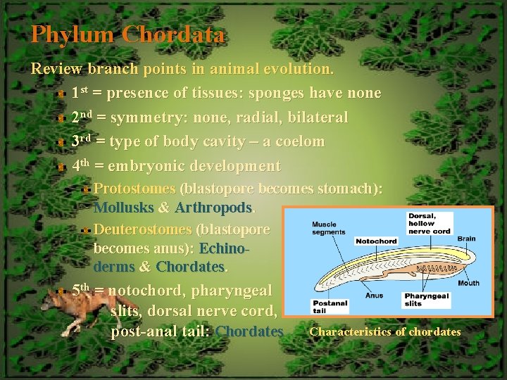 Phylum Chordata Review branch points in animal evolution. 1 st = presence of tissues: