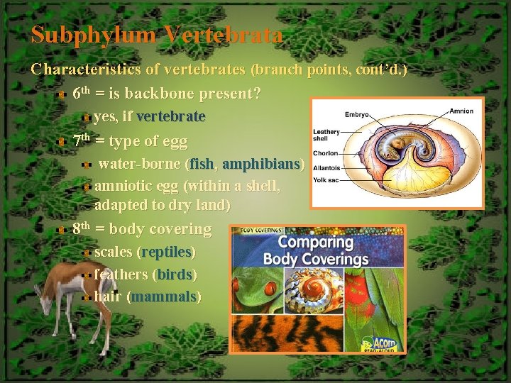 Subphylum Vertebrata Characteristics of vertebrates (branch points, cont’d. ) 6 th = is backbone