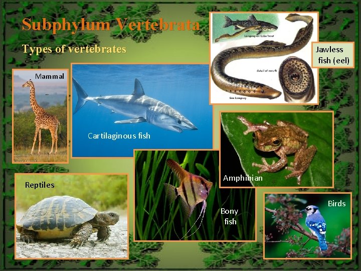 Subphylum Vertebrata Types of vertebrates Jawless fish (eel) Mammal Cartilaginous fish Reptiles Amphibian Bony
