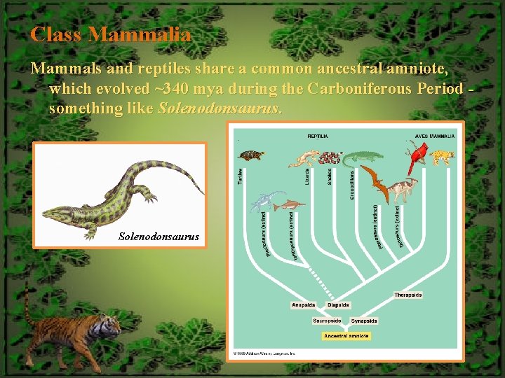 Class Mammalia Mammals and reptiles share a common ancestral amniote, which evolved ~340 mya
