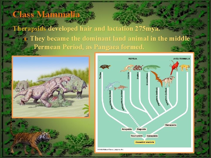 Class Mammalia Therapsids developed hair and lactation 275 mya. They became the dominant land