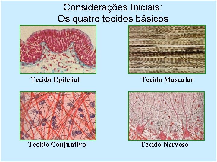 Considerações Iniciais: Os quatro tecidos básicos Tecido Epitelial Tecido Conjuntivo Tecido Muscular Tecido Nervoso