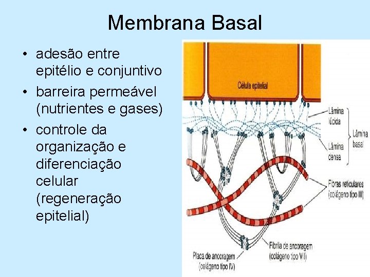 Membrana Basal • adesão entre epitélio e conjuntivo • barreira permeável (nutrientes e gases)