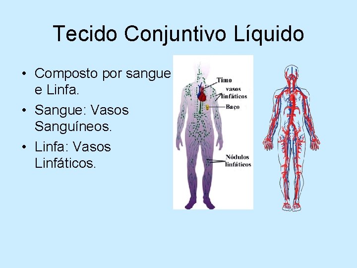 Tecido Conjuntivo Líquido • Composto por sangue e Linfa. • Sangue: Vasos Sanguíneos. •