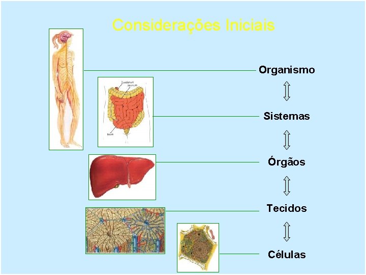 Considerações Iniciais Organismo Sistemas Órgãos Tecidos Células 