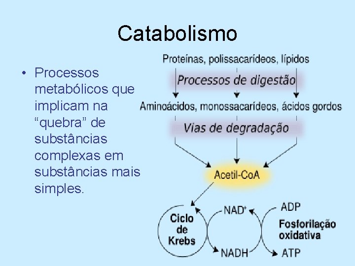 Catabolismo • Processos metabólicos que implicam na “quebra” de substâncias complexas em substâncias mais