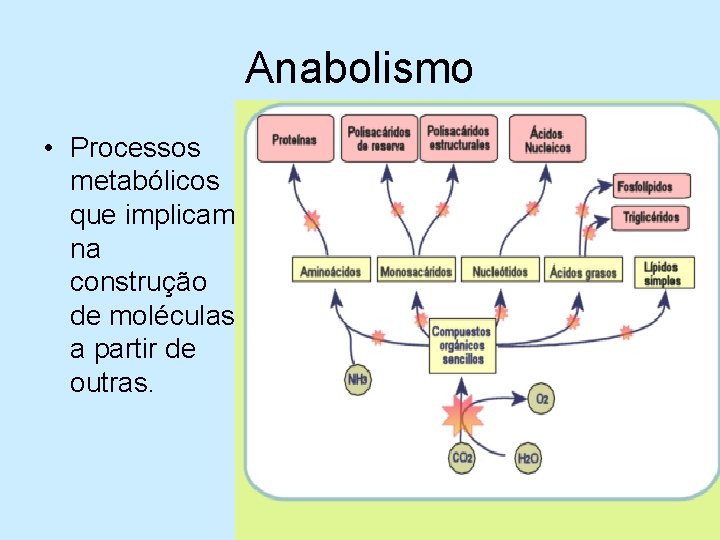 Anabolismo • Processos metabólicos que implicam na construção de moléculas a partir de outras.