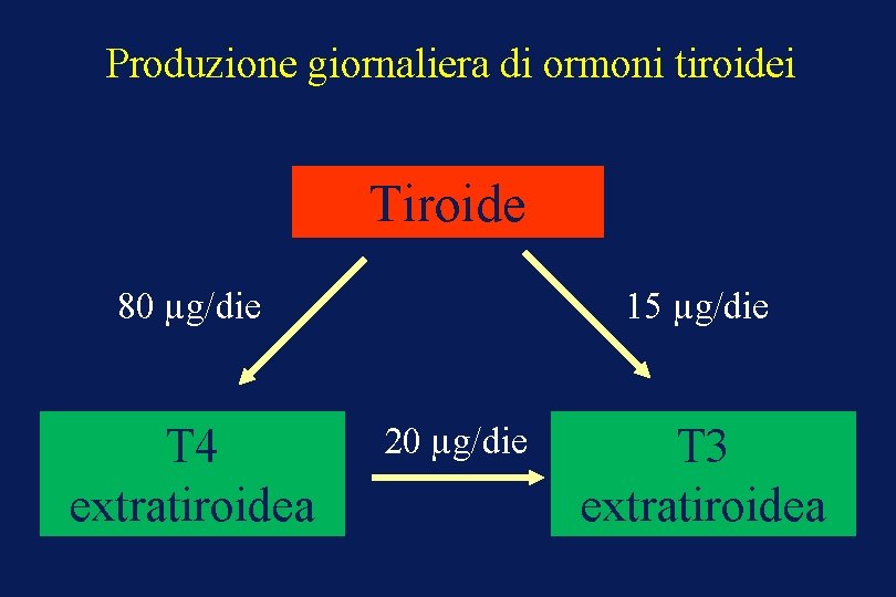 Produzione giornaliera di ormoni tiroidei Tiroide 80 µg/die T 4 extratiroidea 15 µg/die 20