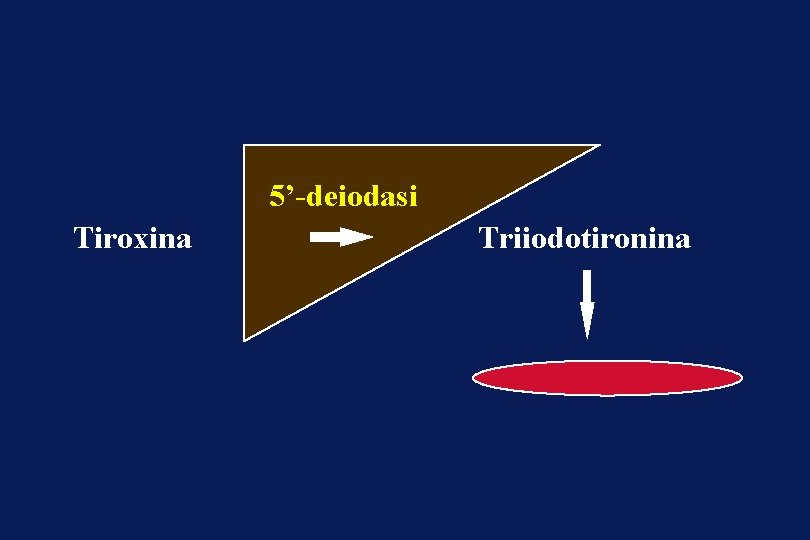 5’-deiodasi Tiroxina Triiodotironina 