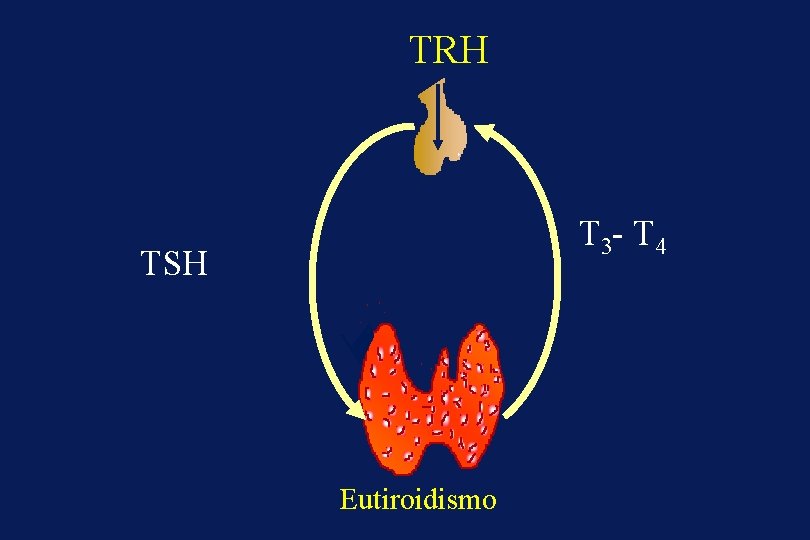 TRH T 3 - T 4 TSH Eutiroidismo 