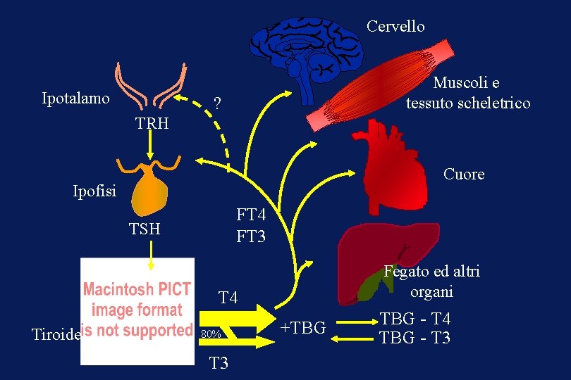 Cervello Ipotalamo Muscoli e tessuto scheletrico ? TRH Cuore Ipofisi FT 4 FT 3