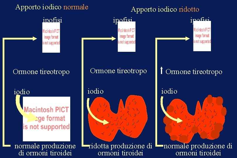 Apporto iodico normale Apporto iodico ridotto ipofisi Ormone tireotropo iodio normale produzione di ormoni