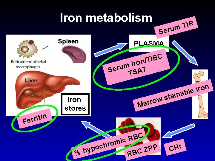 Iron metabolism R f T m eru S PLASMA C B I T /